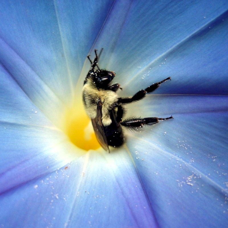 Image of bumblebee on morning glory Image of bumblebee on morning glory